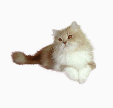 Корма и товары для кошек