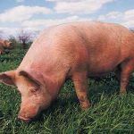 комбикорм СК-8 для откорма свиней до жирных кондиций от производителя ОАО «Истра-хлебопродукт»