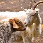 Комбикорм для коз и овец