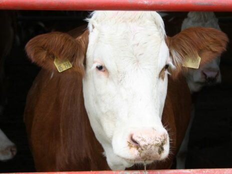 Доение коров