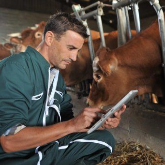 Лечение КРС