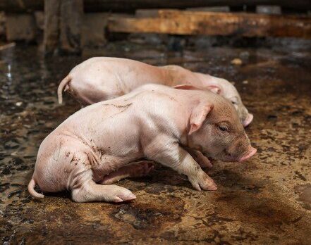 Болезни свиней и поросят: симптомы, признаки, лечение, фото - полезная информация