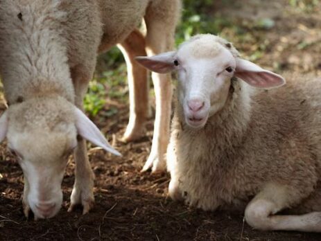 Больная овца