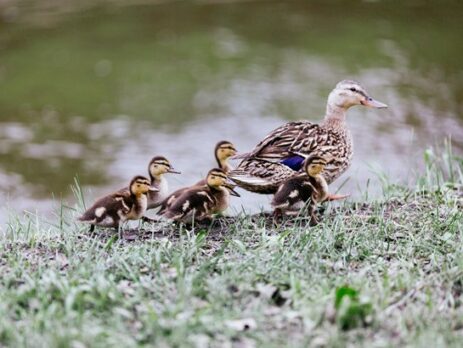 Корм диких уток на пруду