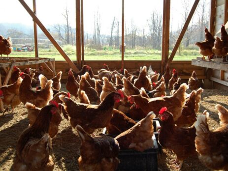 Корма для кур состав