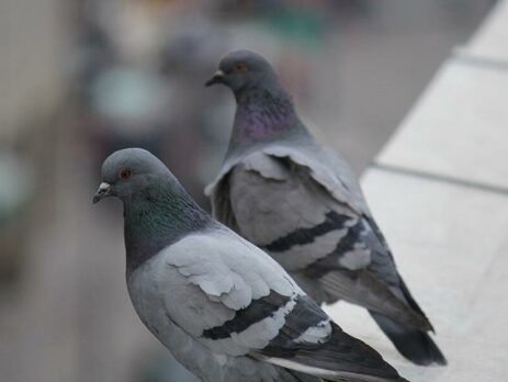 Кормление голубей на улице